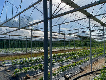 View of melon plant plants using fertigation technique. Agriculture practice.の写真素材