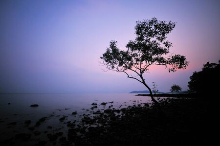 tree silhouetteの写真素材