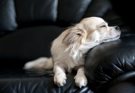 chihuahua dog dozing on black leather sofa under natural light from windowの写真素材