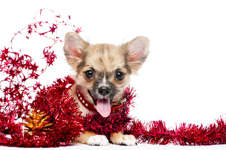 happy Chihuahua puppy in a frame of shining red tinsel with golden pinecone on white background, for Christmas and New Year s greeting card designの写真素材