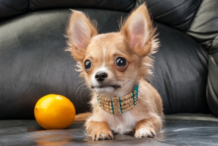Chihuahua puppy with native Indian necklace and lemon on black leather backgroundの写真素材