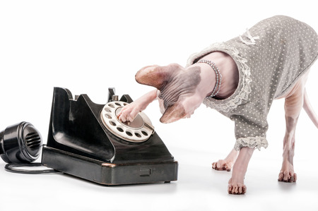 Canadian Sphynx cat with stylish dress, pearl necklace and black vintage phone on white backgroundの写真素材