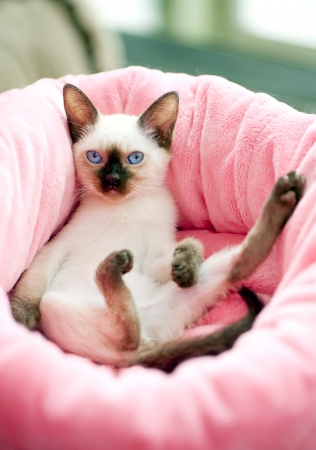 Thai kitten in pink pet bedの写真素材