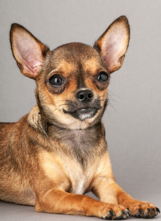 miniature chihuahua dog portrait lying down on gray backgroundの写真素材
