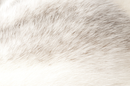 luxurious mink fur texture close-up backgroundの写真素材
