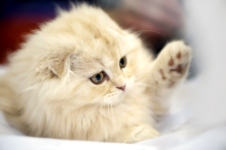 adorable Scottish fold kitten close-up on blurred backgroundの写真素材