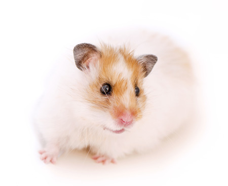 cute Syrian golden with white hamster close-up on white background looking at cameraの写真素材