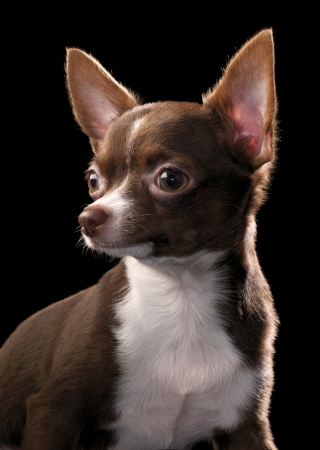 Chocolate brown Chihuahua with white chest portrait close-upの写真素材