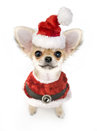 Christmas chihuahua puppy with Santa costume isolated on white background の写真素材