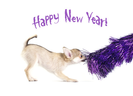 playful chihuahua puppy with shiny purple tinsel on white background, for Christmas and New Year s greeting card designの写真素材