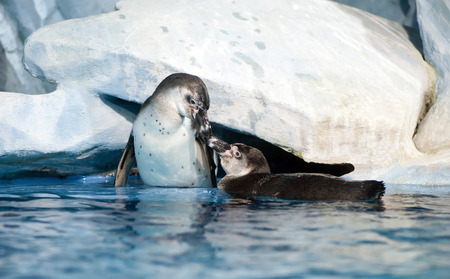 pair of playful penguins in Moscow oceanarium  Humboldt penguin, Peruvian penguin or Patranca の写真素材