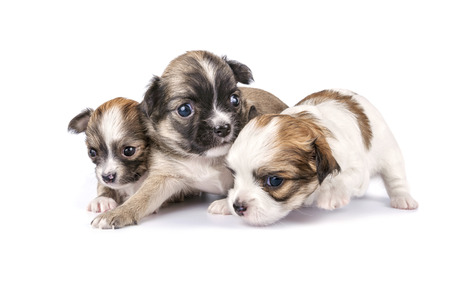 tiny three Chihuahua puppies timidly making first steps on white backgroundの写真素材