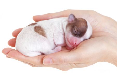women s hands with tiny newborn chihuahua puppy close-up on white backgroundの写真素材