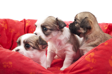 litter of small chihuahua puppies in a red pet bed close-up on white backgroundの写真素材