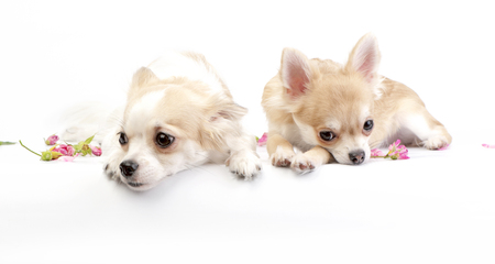 two dreamy chihuahua dogs over white backgroundの写真素材
