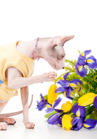 Canadian Sphynx cat wearing yellow dress and pearl necklace with bouquet of spring flowers on white backgroundの写真素材
