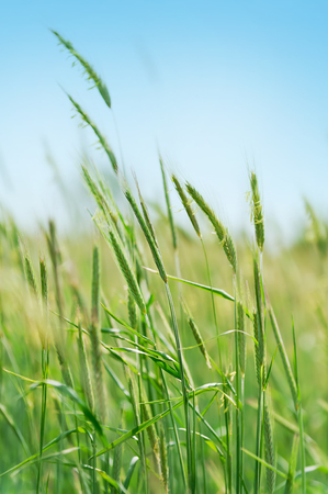 young flowering spikes in field with blue sky backgroundの写真素材