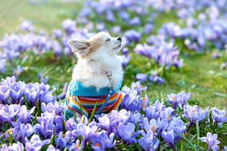 Chihuahua dog dreaming among purple crocus flowers gentle spring sceneの写真素材