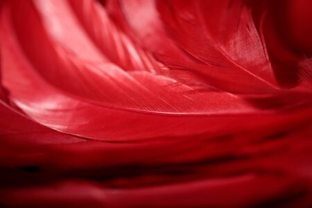 red feathers macro shot beautiful holiday backgroundの写真素材