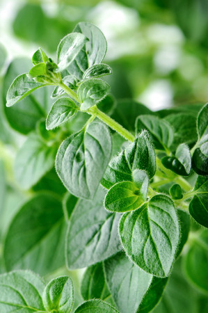 (Origanum vulgare) Young  oregano plant close-upの写真素材