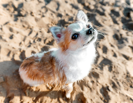 Chihuahua dog close-up sitting on beach sand backgroundの写真素材