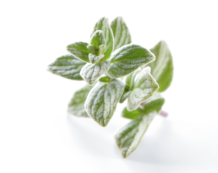 Oregano (Origanum) leaves close-up on white  backgroundの写真素材