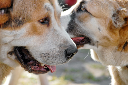 two Central Asian Shepherd Dogs Alabai portrait close-up under sunlight outdoors shot