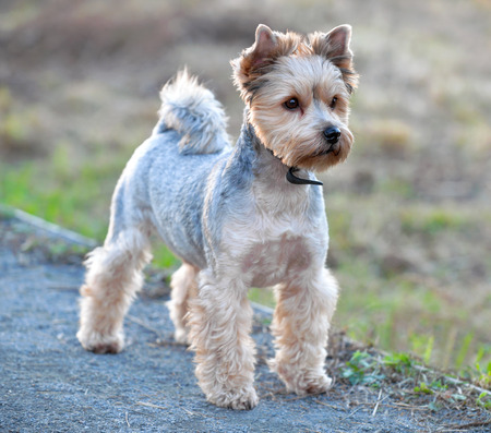 groomed haircut yorkshire terrier standing outside in evening lightの写真素材
