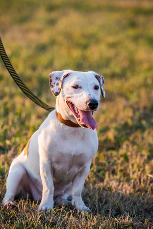 Jack Russell terrier dog sitting on blurred natural backgroundの写真素材
