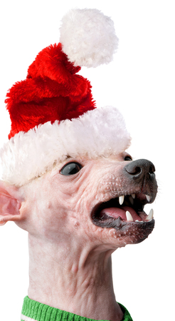 funny american hairless terrier with santa hat close-up isolated on white backgroundの写真素材