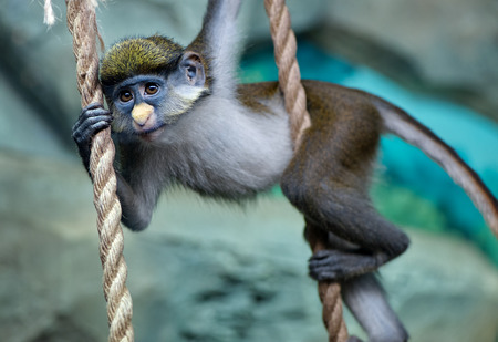 Redtail monkey baby (black-cheeked white-nosed monkey, red-tailed guenon) Cercopithecus ascanius...