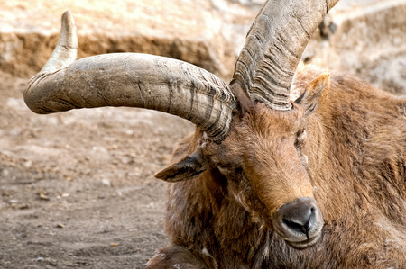 East Caucasian tur or Daghestan tur (Capra cylindricornis) mountain-dwelling caprine close up...