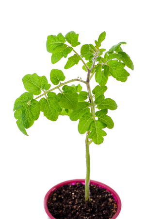 young tomato seedling close-up in plastic pot isolated on white backgroundの写真素材