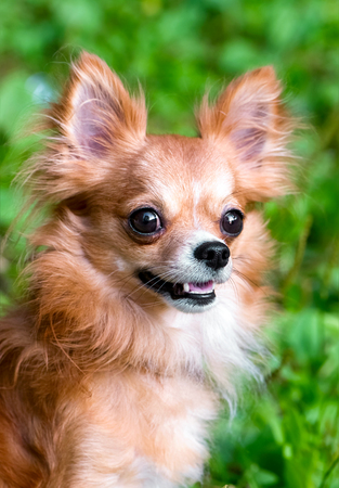 bright red chihuahua dog portrait close-up on natural backgroundの写真素材