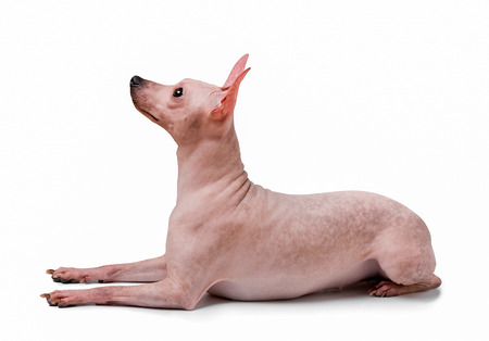 American hairless terrier dog lying down isolated on white background side view looking upの写真素材