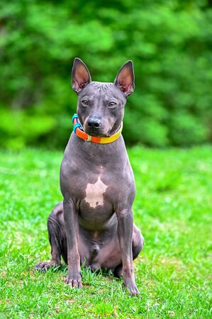 American Hairless Terriers dog portrait sitting on green grass against blurred natural backgroundの写真素材