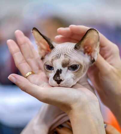 adorable canadian sphynx chocolate harlequin with blue eyes kitten head close-up in female handsの写真素材