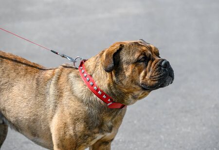 Ca de Bou (Perro de Presa Mallorquin) Molossian type breed of dog brindle color (brownish with...