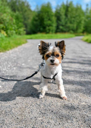 white Biewer Terrier dog with tan and black head coloring standing on walkway against green space backgroundの写真素材
