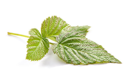 fresh raspberry leaves branch close-up isolated on white background