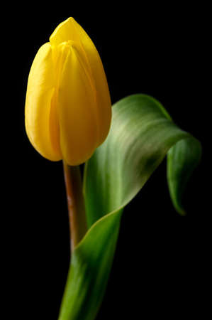 lovely yellow tulip close-up on black backgroundの写真素材