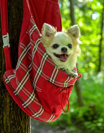 cheerful chihuahua dog inside red checkered pet bag in green sunny forest inviting to travelの写真素材