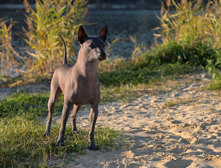 Xoloitzcuintle (Mexican Hairless Dog) standing on sandy grassy beach against blue lake and thickets of reeds sunny autumn day sceneの写真素材