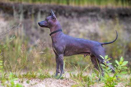 Xoloitzcuintle (Mexican Hairless Dog) with black collar standing against wildlife backgroundの写真素材