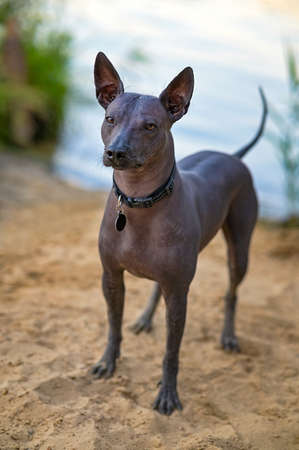 Xoloitzcuintle (Mexican Hairless Dog) with black collar and medallion standing on sand beach in front of blue lake backgroundの写真素材