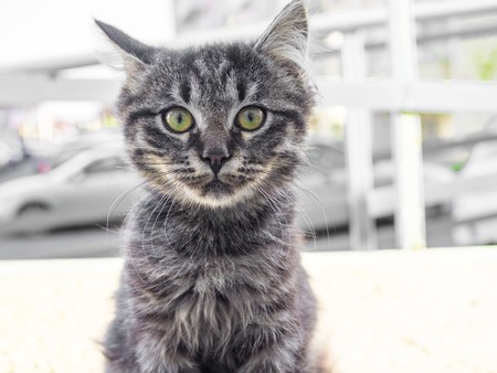 Street cats are very affectionate and are not afraid of people. Hungry, homeless but always neat look.の写真素材