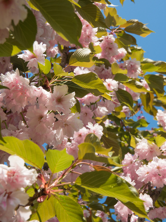 Beautiful flowers blossomed on a tree in the parkの写真素材