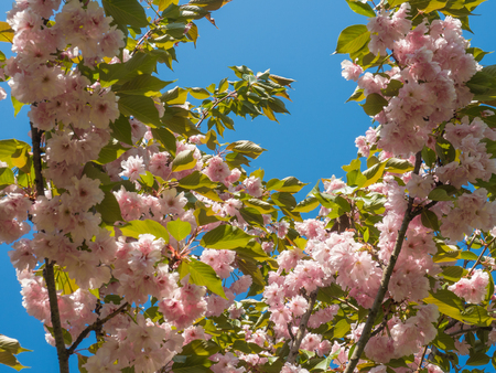 Beautiful flowers blossomed on a tree in the parkの写真素材