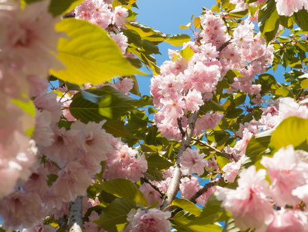 Beautiful flowers blossomed on a tree in the parkの写真素材