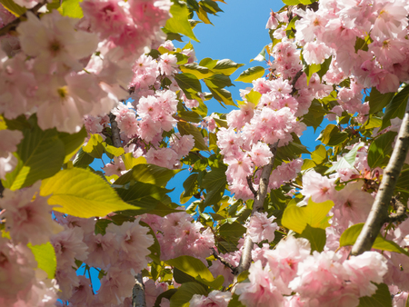 Beautiful flowers blossomed on a tree in the parkの写真素材